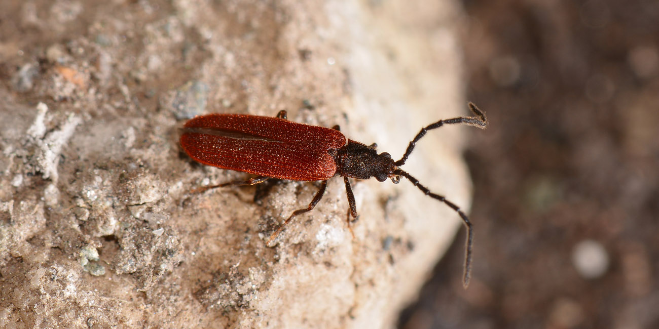 Omalisus taurinensis  (Omalisidae)